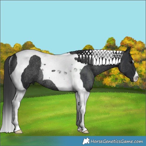 Horse Color:Black Tobiano Rabicano 