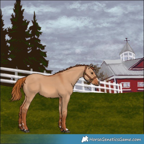 Horse Color:Red Dun 