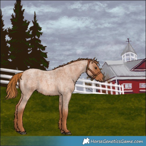 Horse Color:Red Roan 