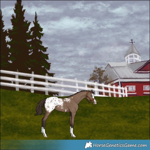 Horse Color:Liver Red Dun Splash Blanket