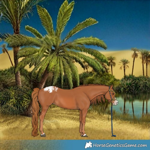 Horse Color:Chestnut Splash Varnish 