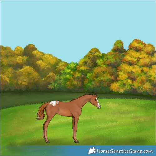 Horse Color:Chestnut Splash Varnish