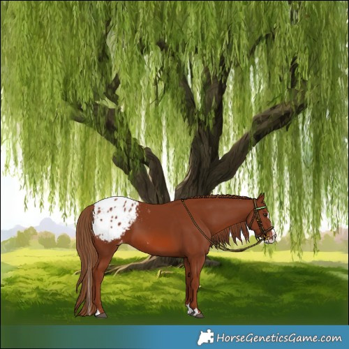 Horse Color:Chestnut Splash Blanket 