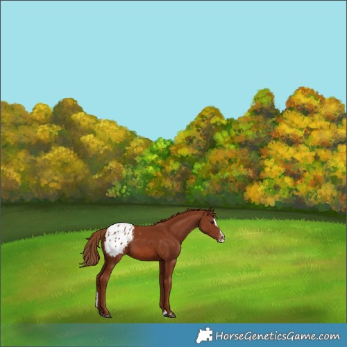 Horse Color:Chestnut Splash Blanket