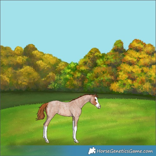 Horse Color:Red Roan Splash Appaloosa