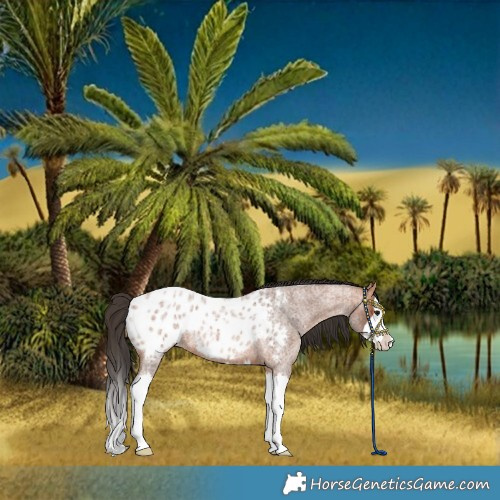 Horse Color:Bay Roan Splash Blanket 