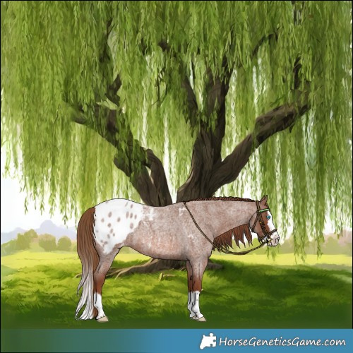 Horse Color:Red Roan Splash Blanket 