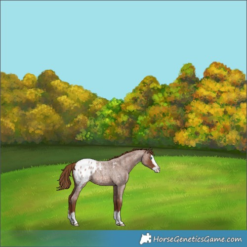 Horse Color:Red Roan Splash Blanket