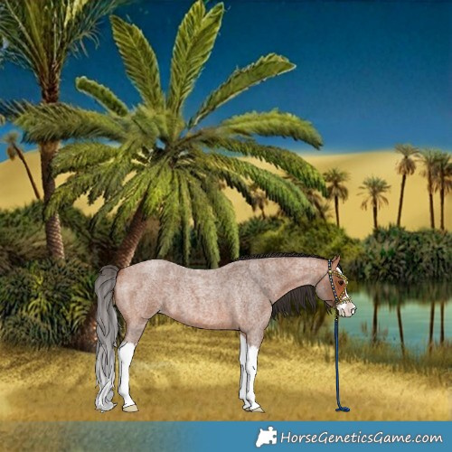Horse Color:Bay Roan Splash Varnish 