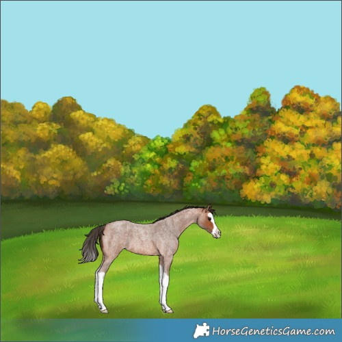 Horse Color:Bay Roan Splash Varnish