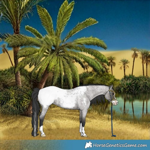 Horse Color:Grullo Roan Splash Snowcap