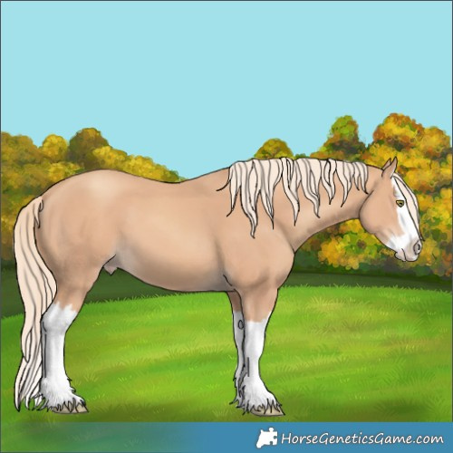 Horse Color:Gold Champagne Splash 