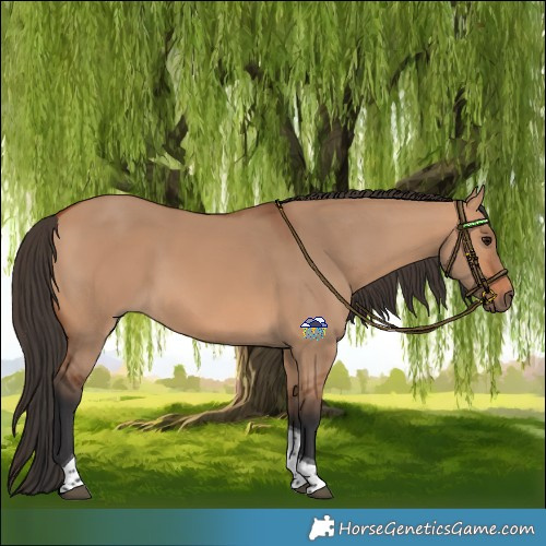 Horse Color:Bay Dun Tobiano