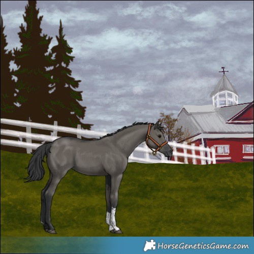 Horse Color:Grullo Tobiano