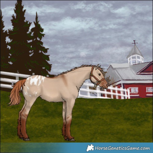 Horse Color:Red Dun Blanket 