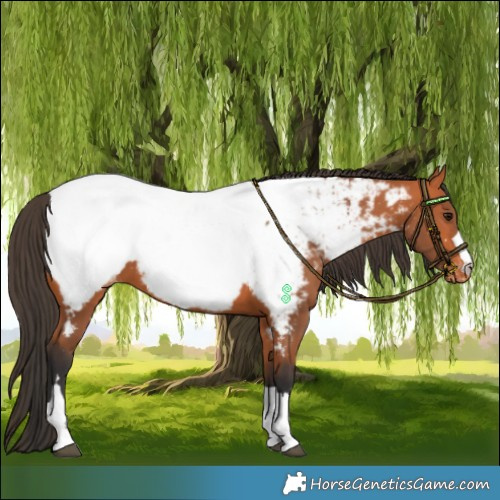 Horse Color:Bay Near Fewspot