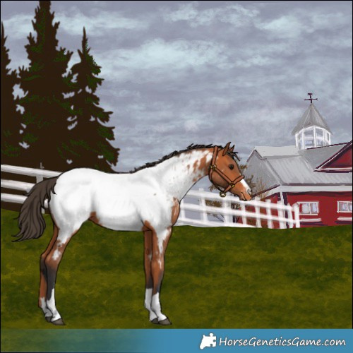 Horse Color:Bay Near Fewspot