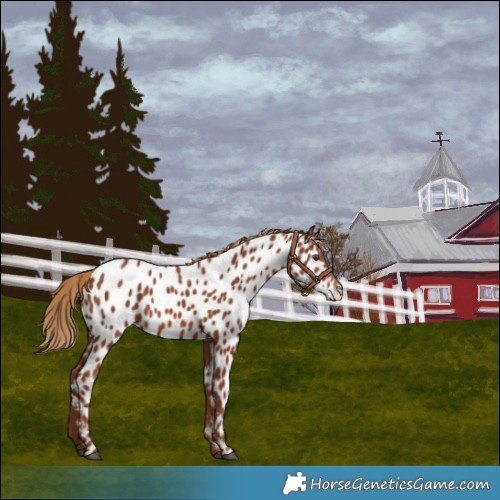 Horse Color:Chestnut Near Leopard 