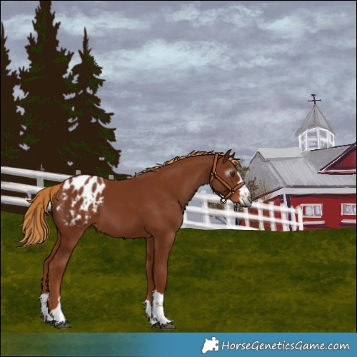 Horse Color:Gray Chestnut Blanket