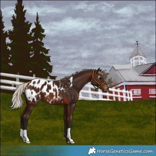 Horse Color:Gray Silver Bay Blanket