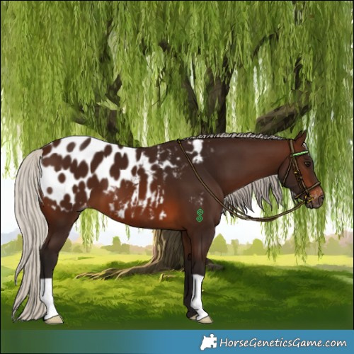 Horse Color:Gray Silver Bay Blanket 