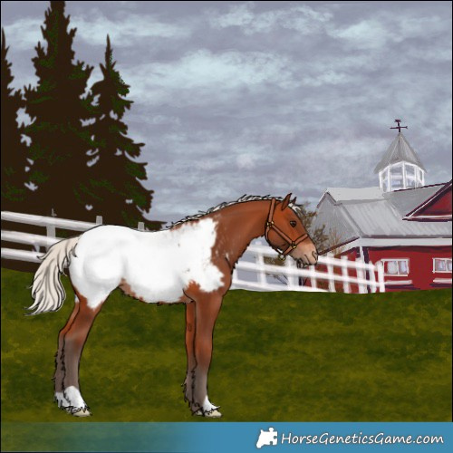 Horse Color:Silver Bay Snowcap 