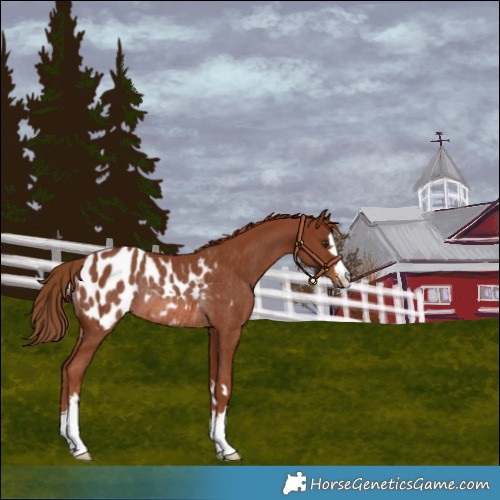 Horse Color:Chestnut Blanket Rabicano 
