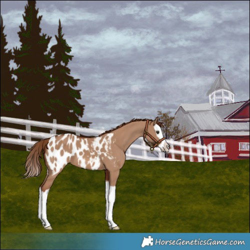 Horse Color:Red Dun Splash Blanket