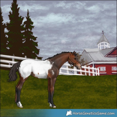 Horse Color:Bay Snowcap