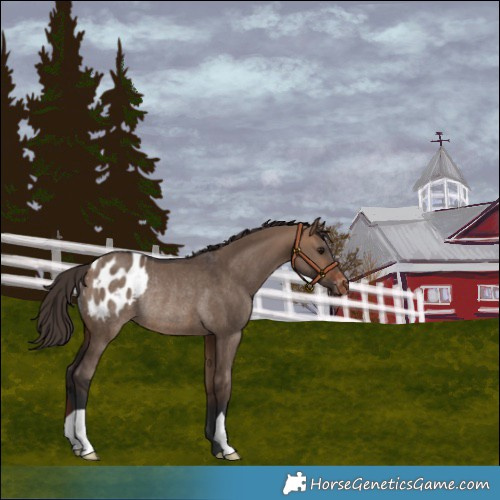 Horse Color:Bay Dun Blanket Rabicano