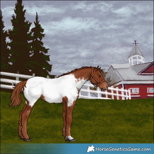 Horse Color:Chestnut Snowcap