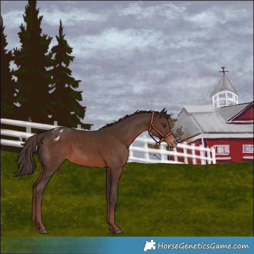 Horse Color:Liver Chestnut Blanket