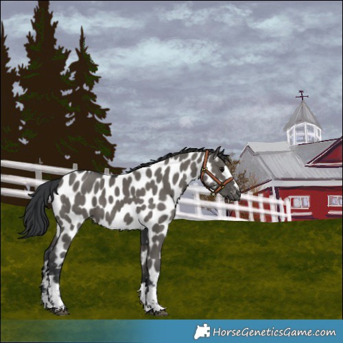Horse Color:Grullo Near Leopard