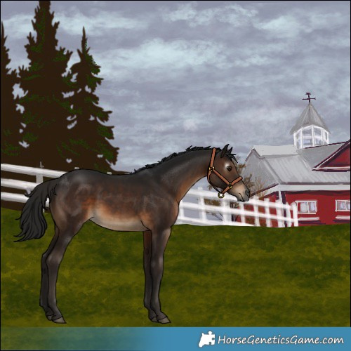 Horse Color:Gray Brown