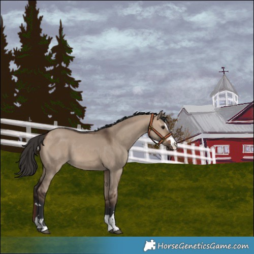 Horse Color:Bay Dun 