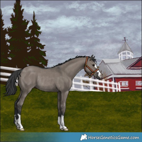 Horse Color:Grullo Rabicano 