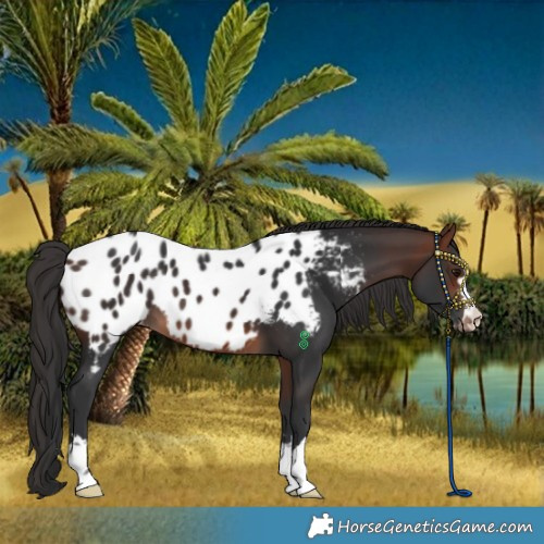 Horse Color:Brown Near Leopard