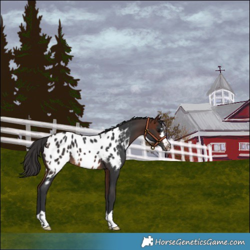 Horse Color:Brown Near Leopard 