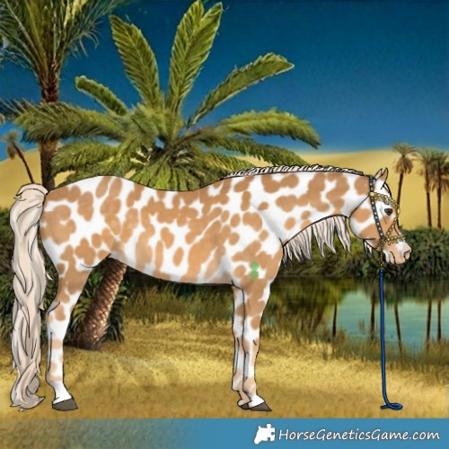 Horse Color:Palomino Near Leopard 