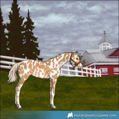 Horse Color:Palomino Near Leopard 