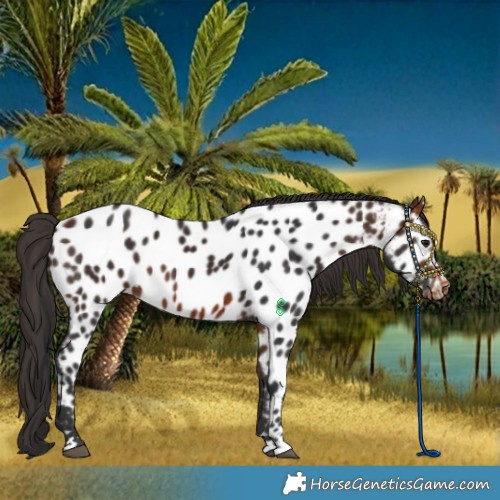 Horse Color:Bay Near Leopard 