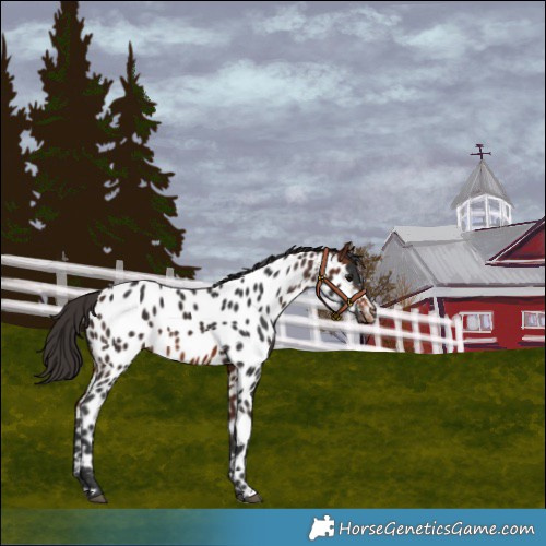 Horse Color:Bay Near Leopard 