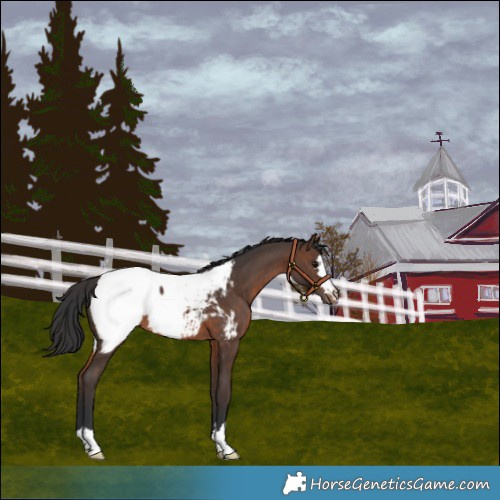 Horse Color:Brown Snowcap