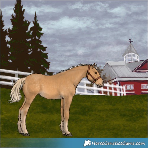 Horse Color:Palomino 