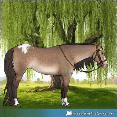 Horse Color:Bay Dun Varnish 