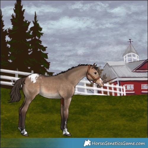 Horse Color:Bay Dun Varnish