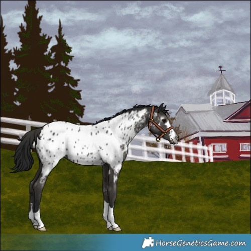 Horse Color:Gray Smoky Black Near Leopard 