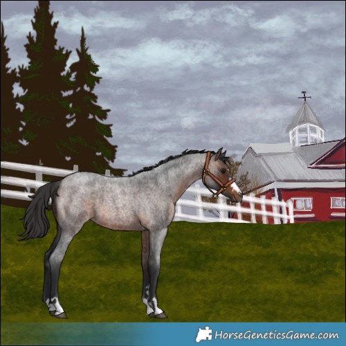Horse Color:Brown Roan 