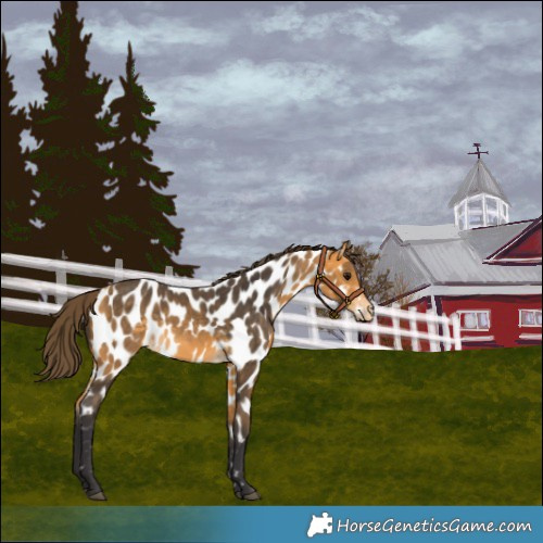 Horse Color:Buckskin Near Leopard