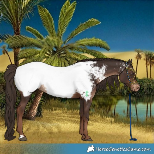 Horse Color:Liver Chestnut Near Fewspot 